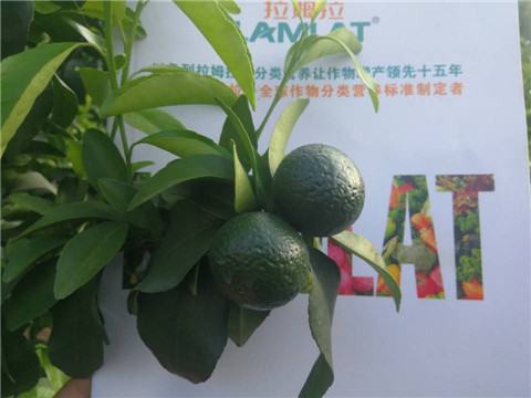 菌劑，水溶肥，