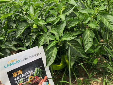 根碧多，拉姆拉