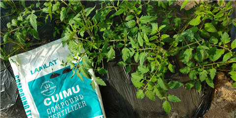 磷酸二氫鉀，鈣肥，水溶肥