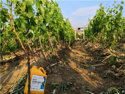 生根劑，微生物菌劑