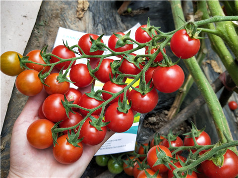 磷酸二氫鉀，鈣肥，根碧多