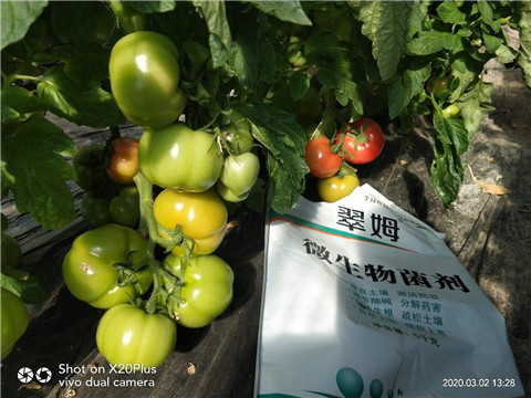 微生物菌劑，根碧多，磷酸二氫鉀