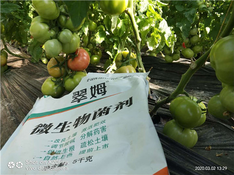 微生物菌劑，根碧多，磷酸二氫鉀