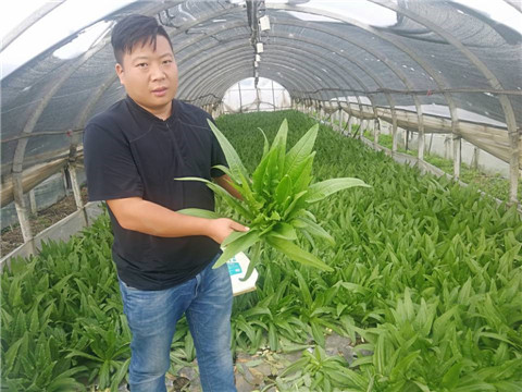 水溶肥，生根劑