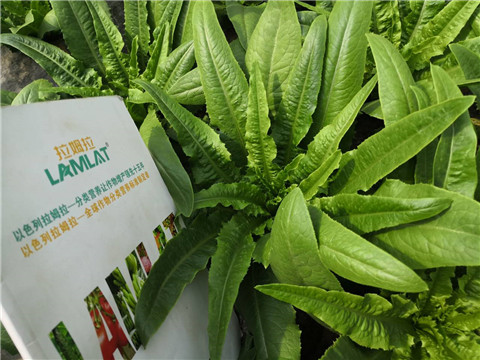 水溶肥，生根劑