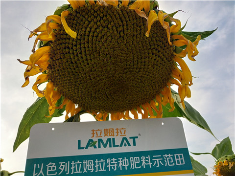 微生物菌劑，根碧多