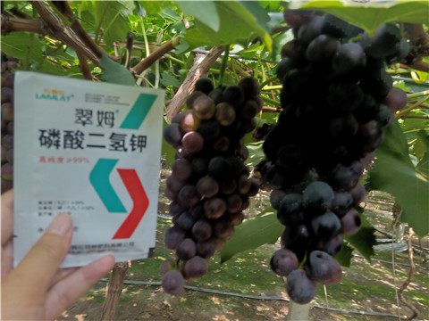 磷酸二氫鉀，葉面肥