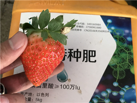 沖施肥，磷酸二氫鉀