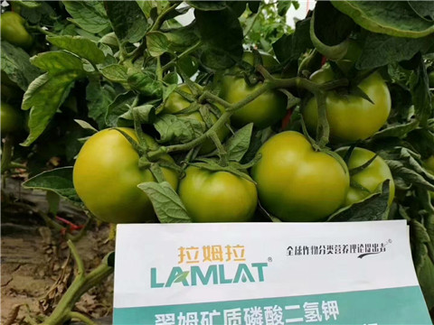 磷酸二氫鉀，鈣肥，水溶肥