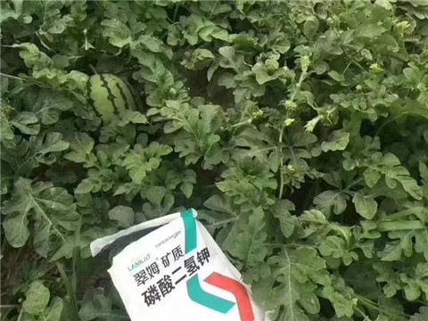 磷酸二氫鉀，硼肥，沖施肥