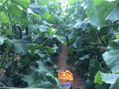 水溶肥，翠姆