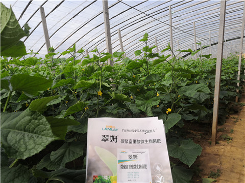 微生物菌劑，拉姆拉