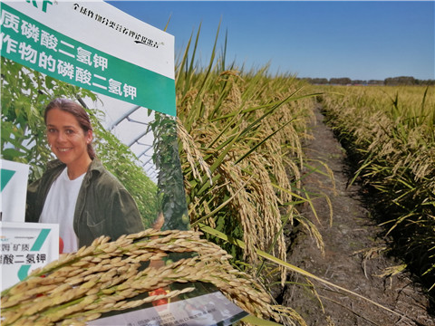 葉面肥，磷酸二氫鉀，安碧解