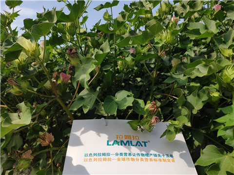 魚蛋白水溶肥，拉姆拉，翠姆