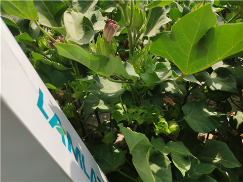 魚蛋白水溶肥，拉姆拉，翠姆