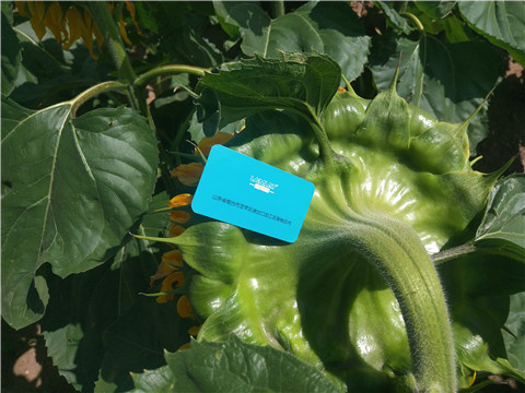 水溶肥 ，葉面肥，伯示麥