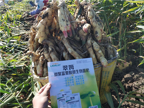 微生物菌劑，拉姆拉