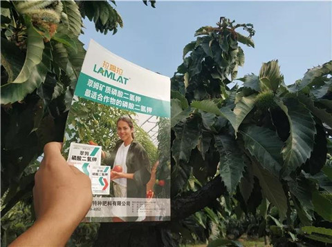 葉面肥，硼肥，磷酸二氫鉀