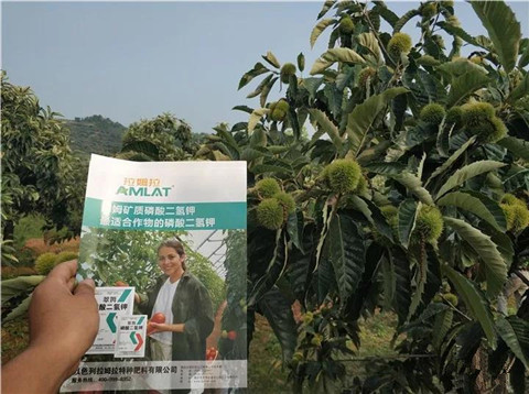 葉面肥，硼肥，磷酸二氫鉀