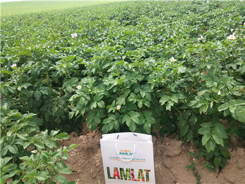 沖施肥，水溶肥，伯示麥