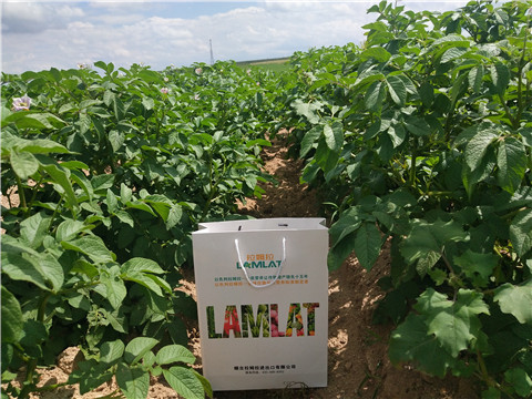 沖施肥，水溶肥，伯示麥