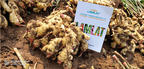 水溶肥，大姜，拉姆拉