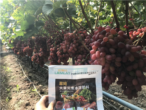 水溶肥，拉姆拉