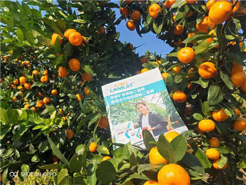 磷酸二氫鉀，硼肥，拉姆拉