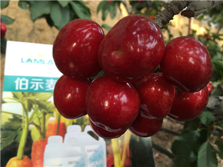 生根劑，微生物菌劑，拉姆拉，伯示麥