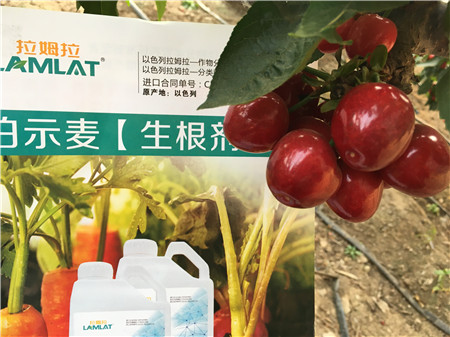 生根劑，微生物菌劑，拉姆拉，伯示麥