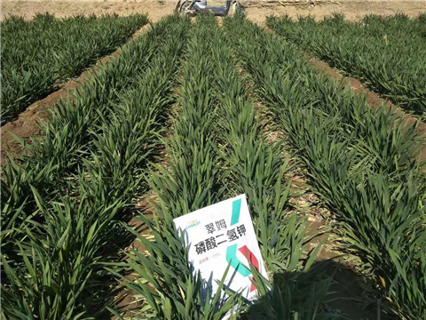 磷酸二氫鉀，葉面肥，拉姆拉