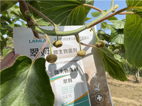 微生物菌劑，拉姆拉