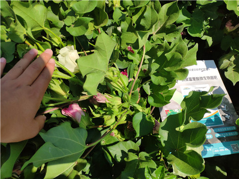 微生物菌劑，拉姆拉