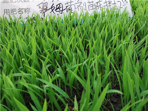 微生物菌劑，拉姆拉