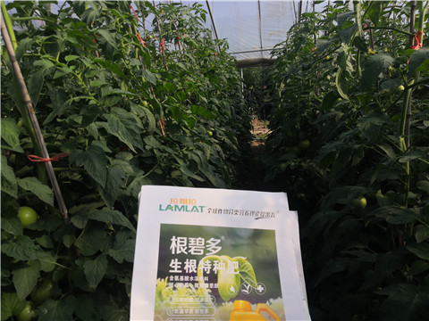 根碧多，拉姆拉