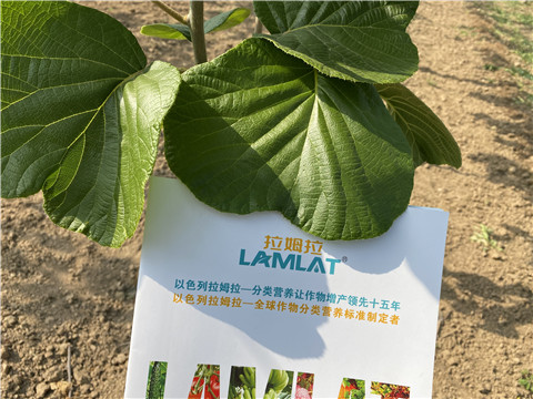 大量元素水溶肥，拉姆拉