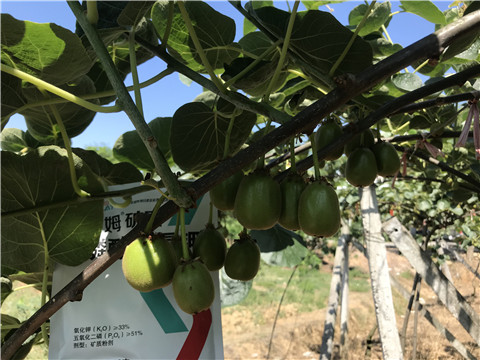 磷酸二氫鉀，拉姆拉