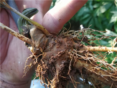 微生物菌劑，翠姆，拉姆拉