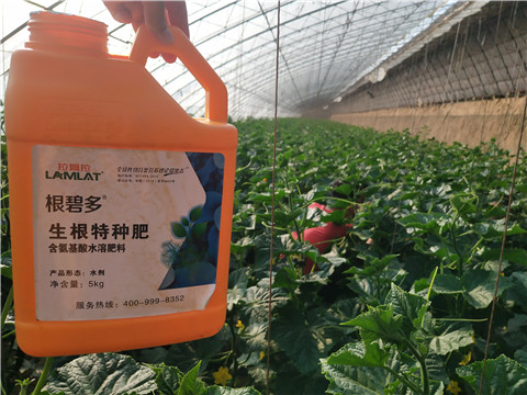 根碧多，拉姆拉