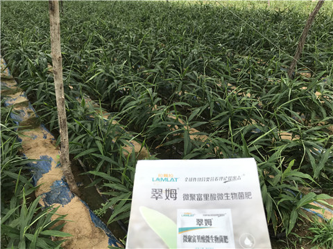 微生物菌劑，翠姆，拉姆拉