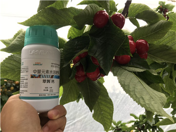 鈣肥，拉姆拉，翠姆