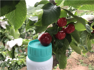 鈣肥，拉姆拉，翠姆