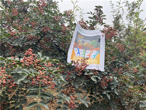 花椒種植，大量元素水溶肥，翠姆