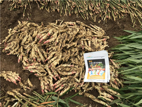 水溶肥，磷酸二氫鉀