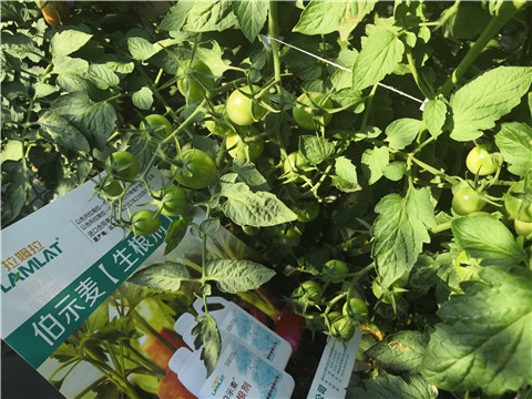 水溶肥，拉姆拉