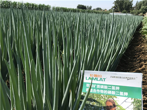 進(jìn)口水溶肥品牌，拉姆拉，翠姆