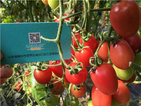 進(jìn)口水溶肥，翠姆，拉姆拉