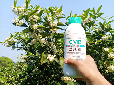 硼肥，拉姆拉，翠姆