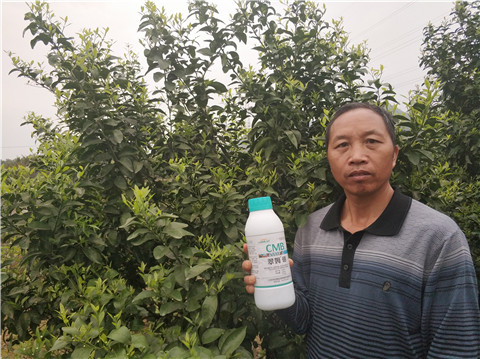 硼肥，拉姆拉，翠姆