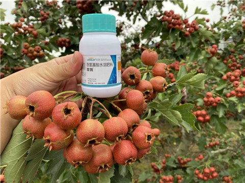 葉面肥，翠姆，拉姆拉